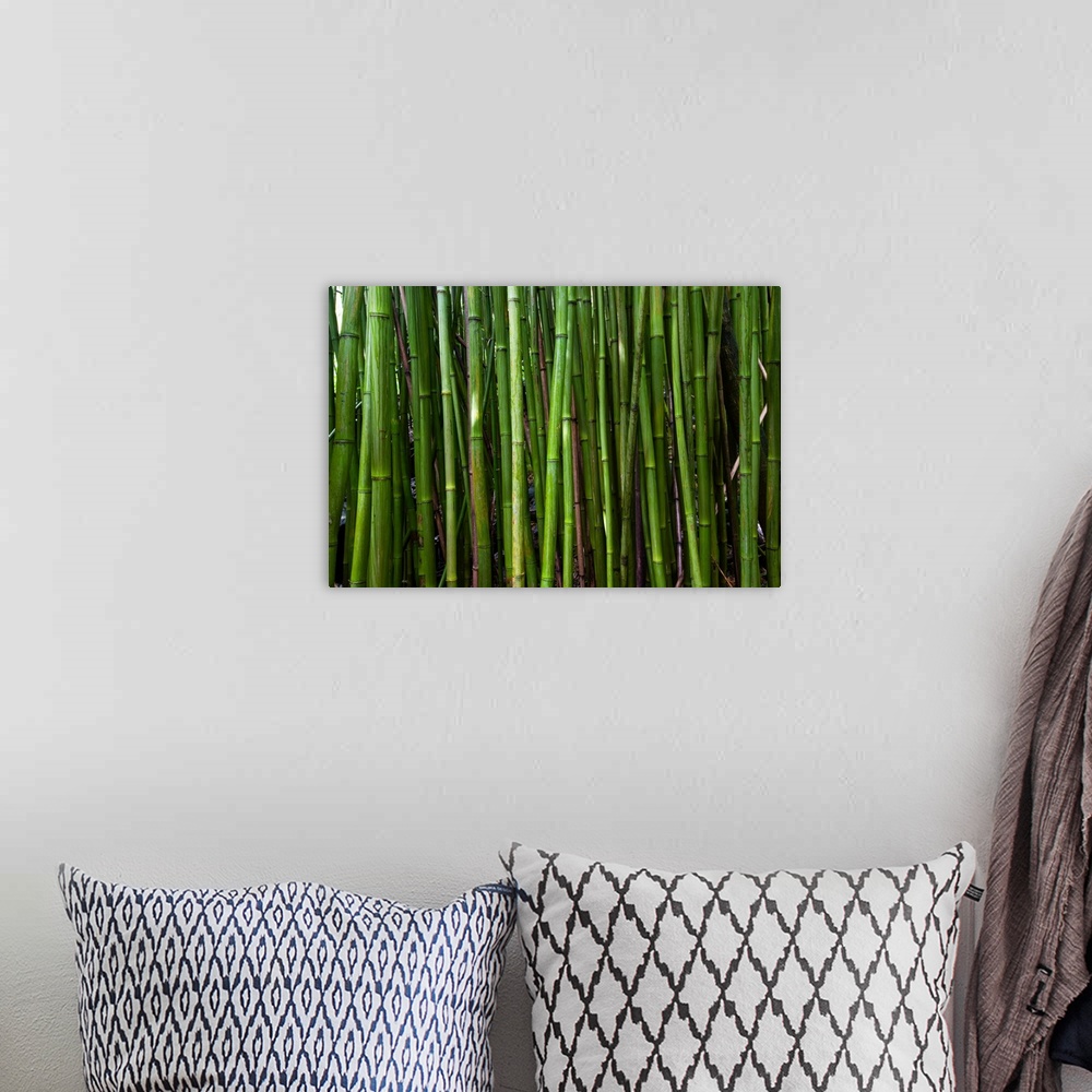 A bohemian room featuring Bamboo trees, Maui, Hawaii, USA