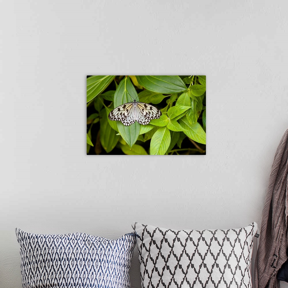 A bohemian room featuring Butterfly perching on leaf in a garden, butterfly rainforest, gainesville, florida, USA.