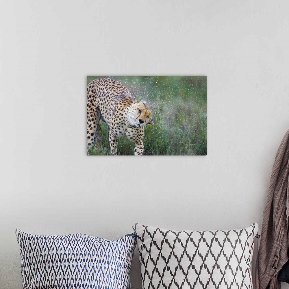 A bohemian room featuring Cheetah shaking off water from its body, Ngorongoro Conservation Area, Tanzania (Acinonyx jubatus)