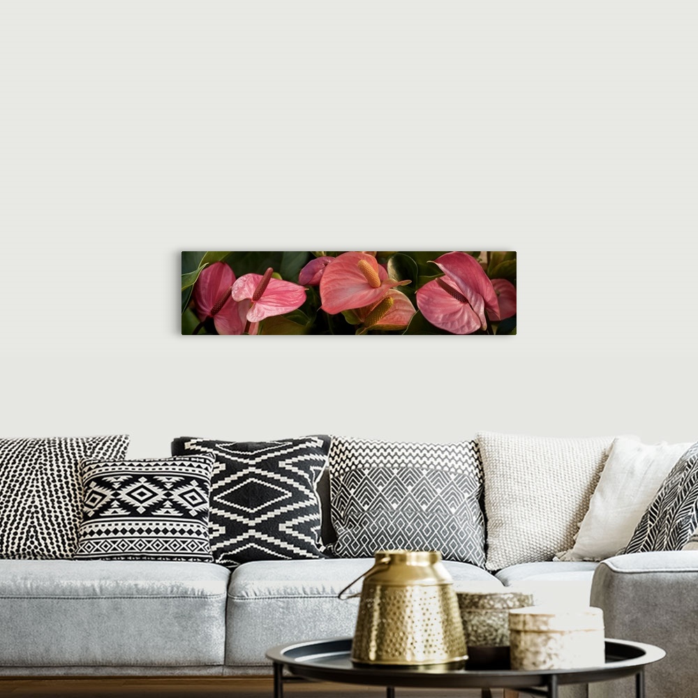 A bohemian room featuring Close-up of Anthurium plant