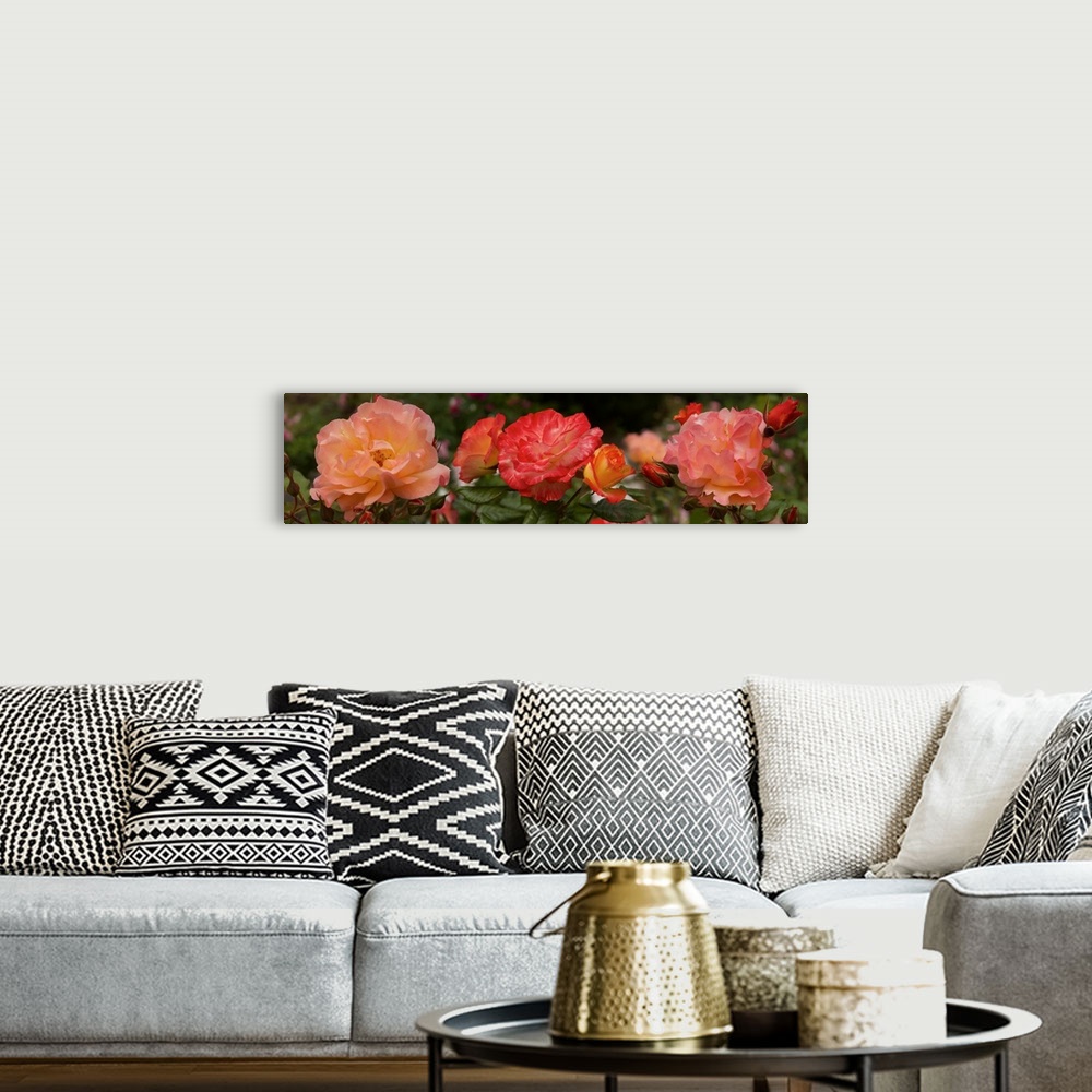 A bohemian room featuring Close-up of Begonia and Rose flowers