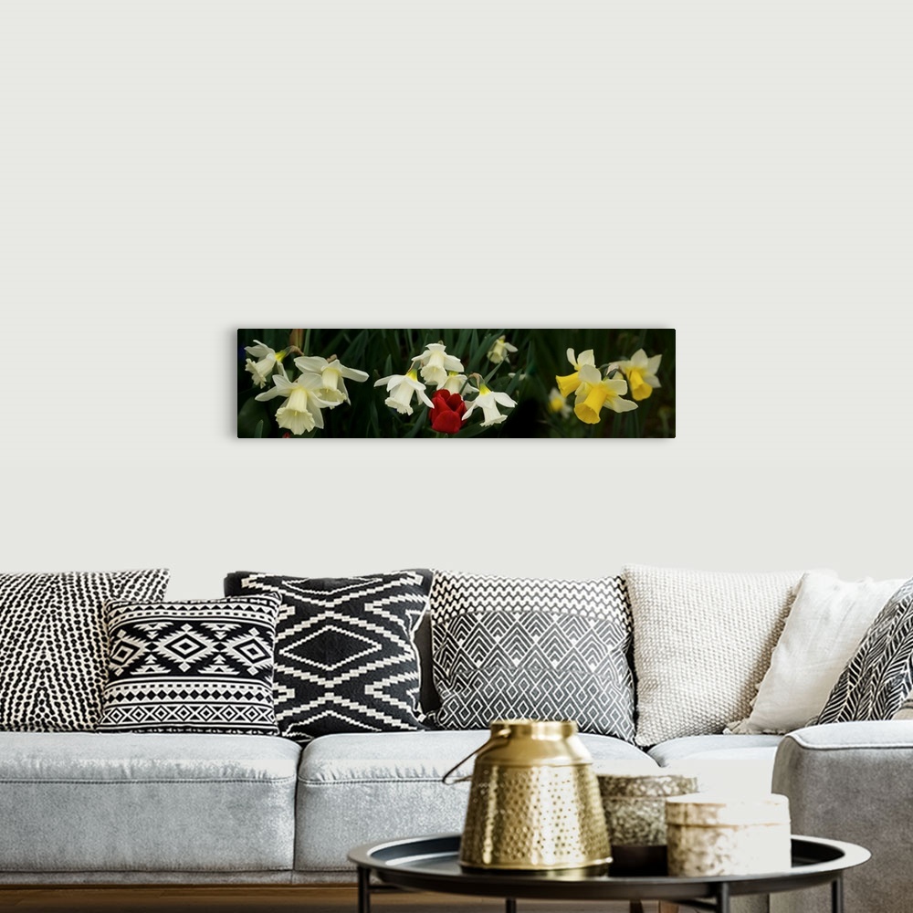 A bohemian room featuring Close-up of Daffodil flowers with a red tulip