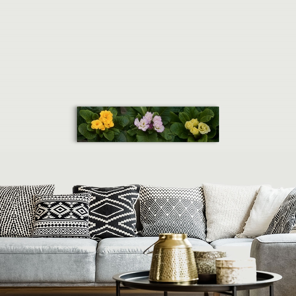 A bohemian room featuring Close-up of flowers blooming on plant
