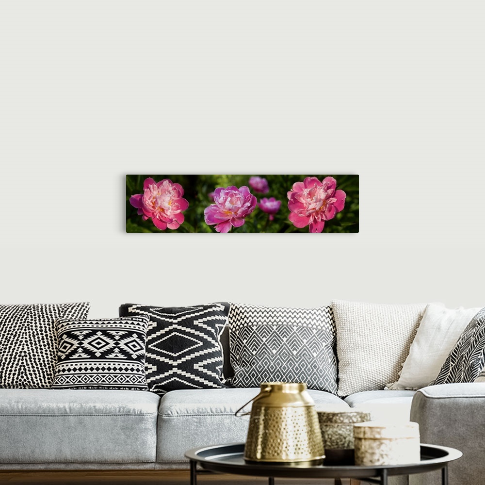 A bohemian room featuring Close-up of pink roses