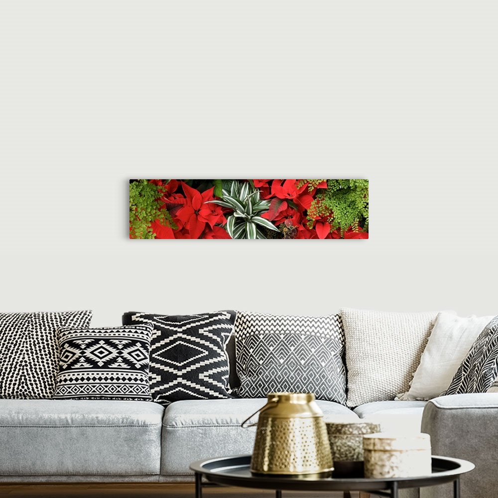 A bohemian room featuring Close-up of Poinsettia flowers with leaves