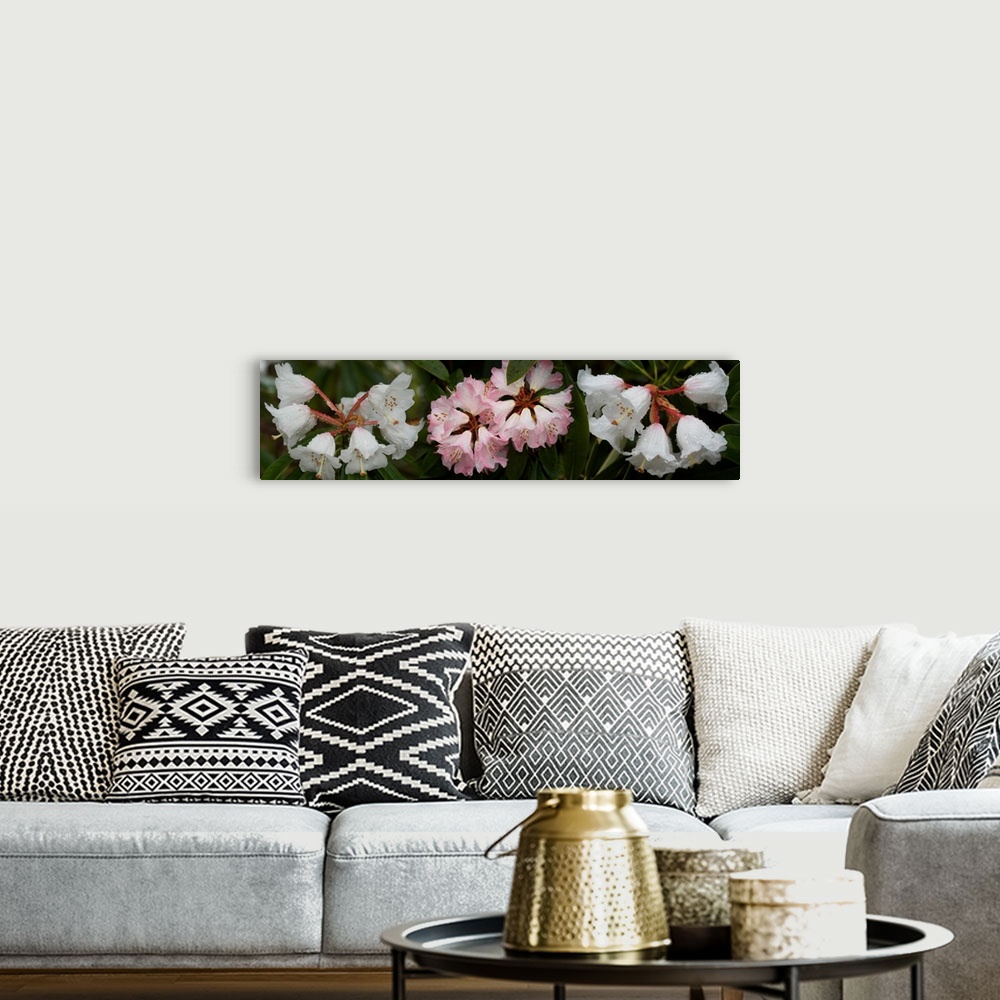A bohemian room featuring Close-up of raindrops on Rhododendron flowers