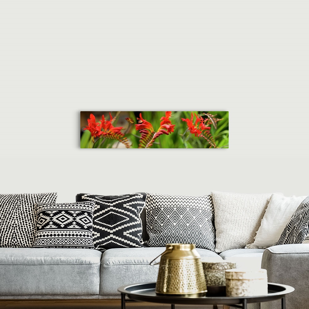 A bohemian room featuring Close-up of red Crocosmia flowers