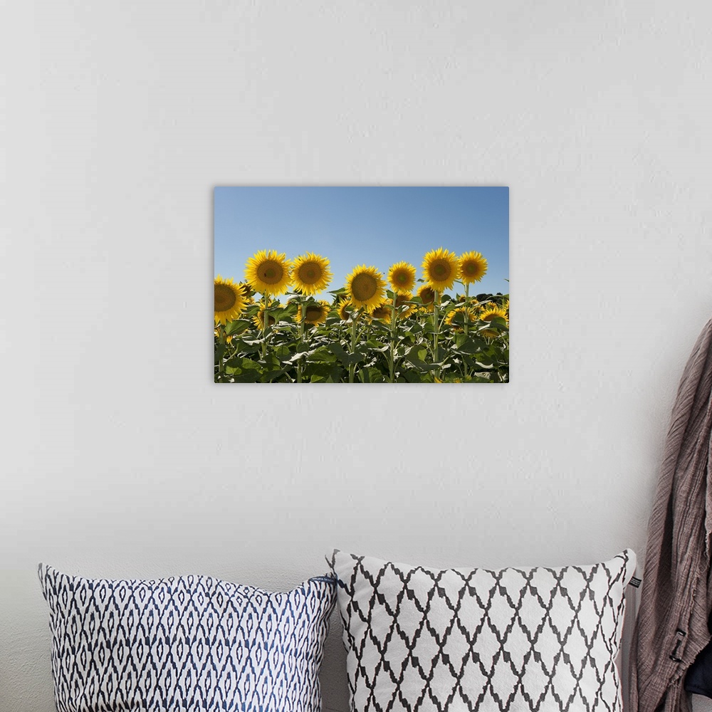 A bohemian room featuring Close up of sunflowers (Helianthus annuus)
