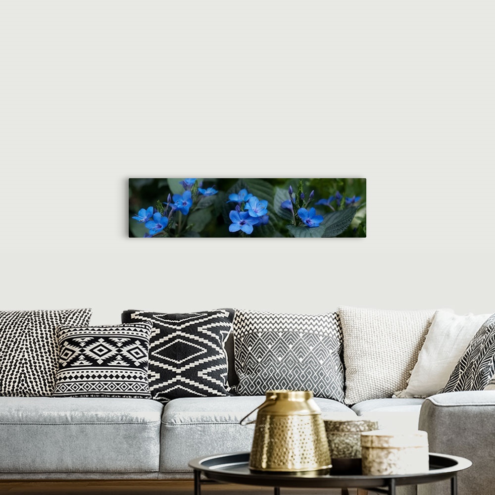 A bohemian room featuring Close-up of winter blue flowers