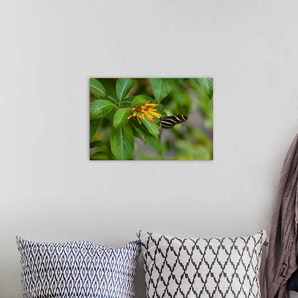 A bohemian room featuring Close-up of Zebra Longwing (Heliconius charithonia) Butterfly pollinating flowers, Florida, USA