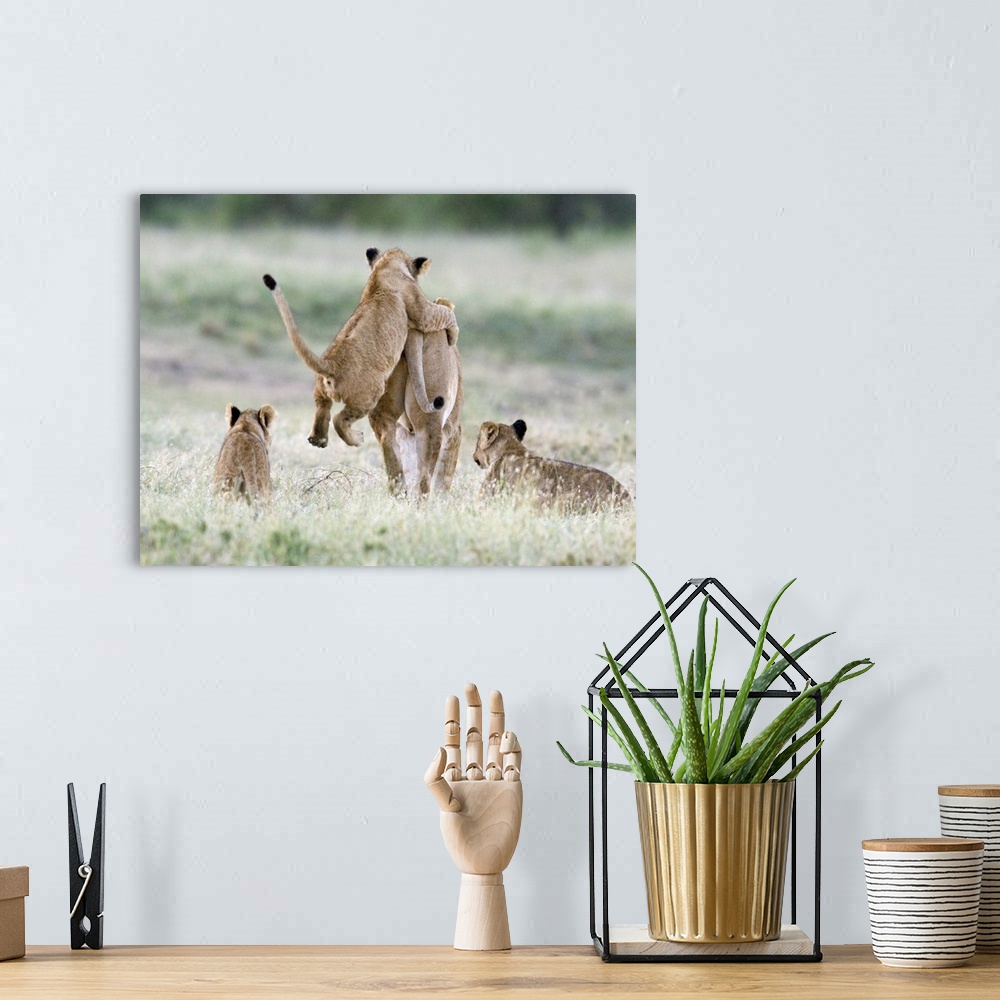 A bohemian room featuring Cub pounching on a his mother, Ngorongoro Crater, Tanzania (panthera leo)
