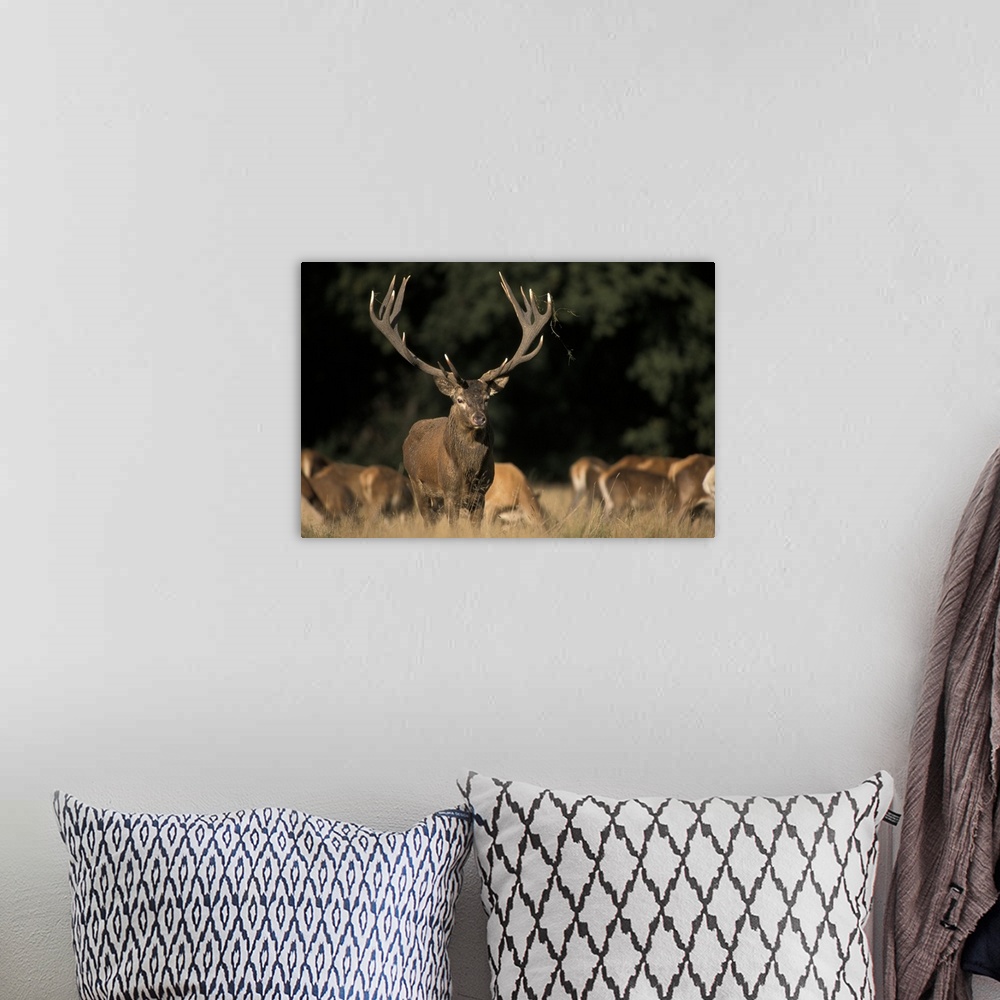 Deer Wall Art, Canvas Prints, Framed Prints, Wall Peels | Great Big Canvas