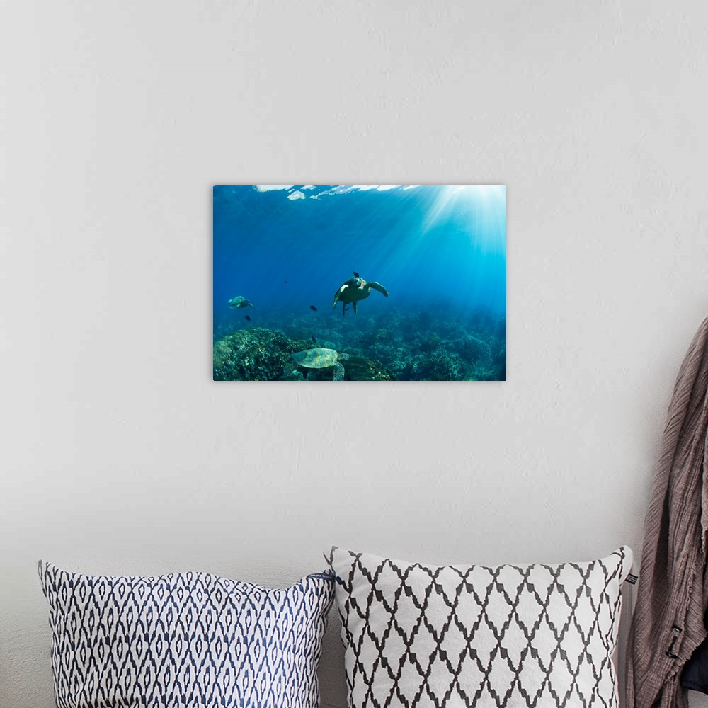 A bohemian room featuring Endangered Green Sea turtles over coral reef in the Pacific Ocean, Hawaii, USA