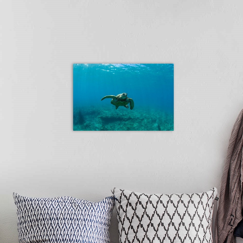 A bohemian room featuring Green Sea turtle swimming in the Pacific Ocean, Hawaii, USA