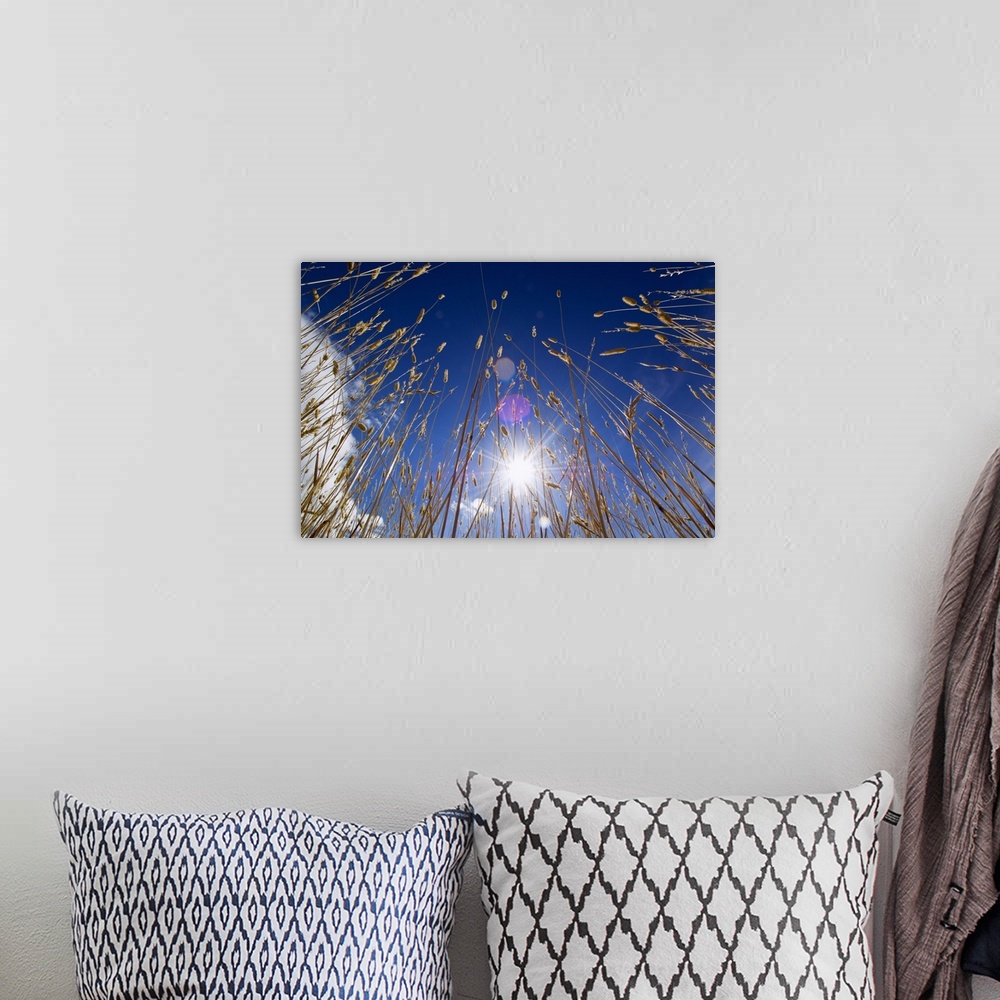 A bohemian room featuring Low angle view of sunstar through grasses, blue sky.
