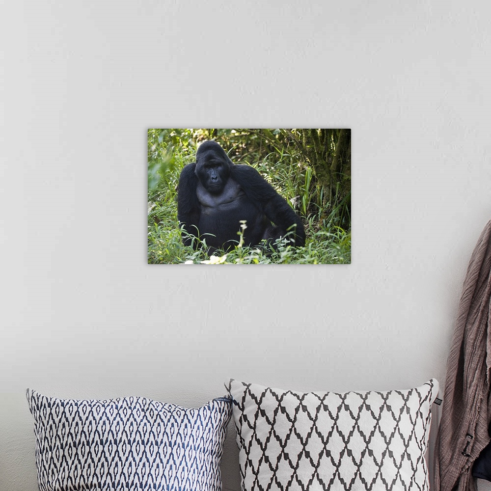 A bohemian room featuring Mountain gorilla (Gorilla beringei beringei) in a forest