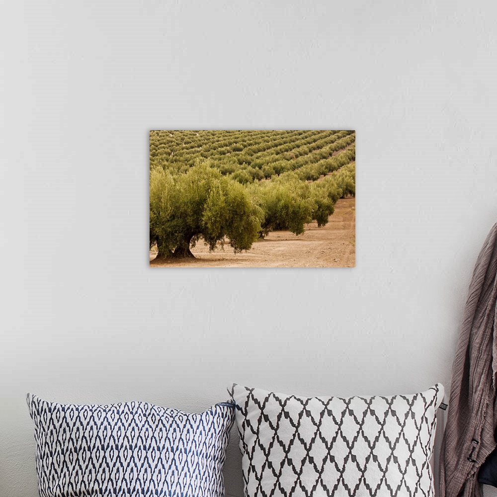 A bohemian room featuring Olive trees in a field, Jaen, Jaen Province, Andalusia, Spain