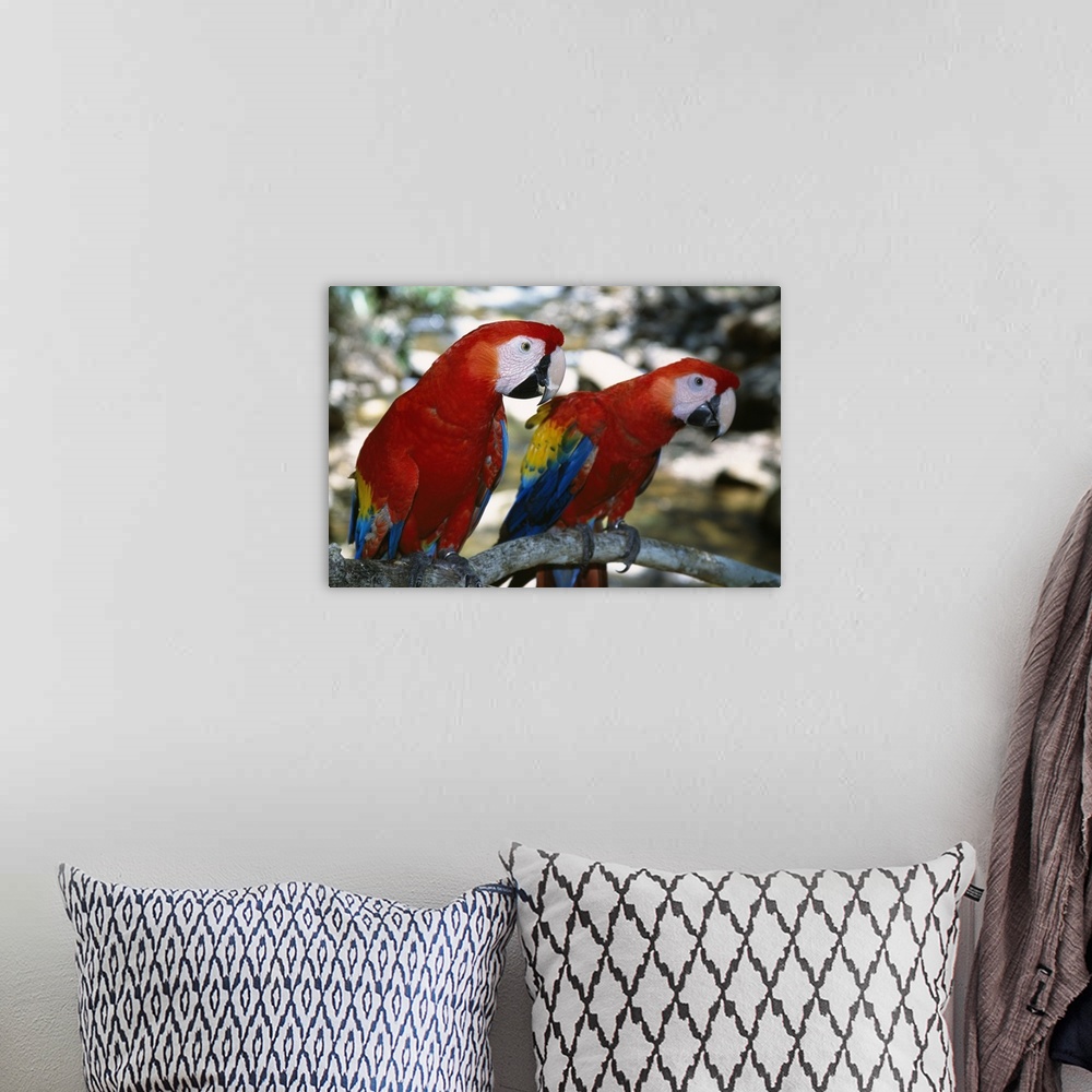 A bohemian room featuring Pair of scarlet macaws on branch, Honduras.