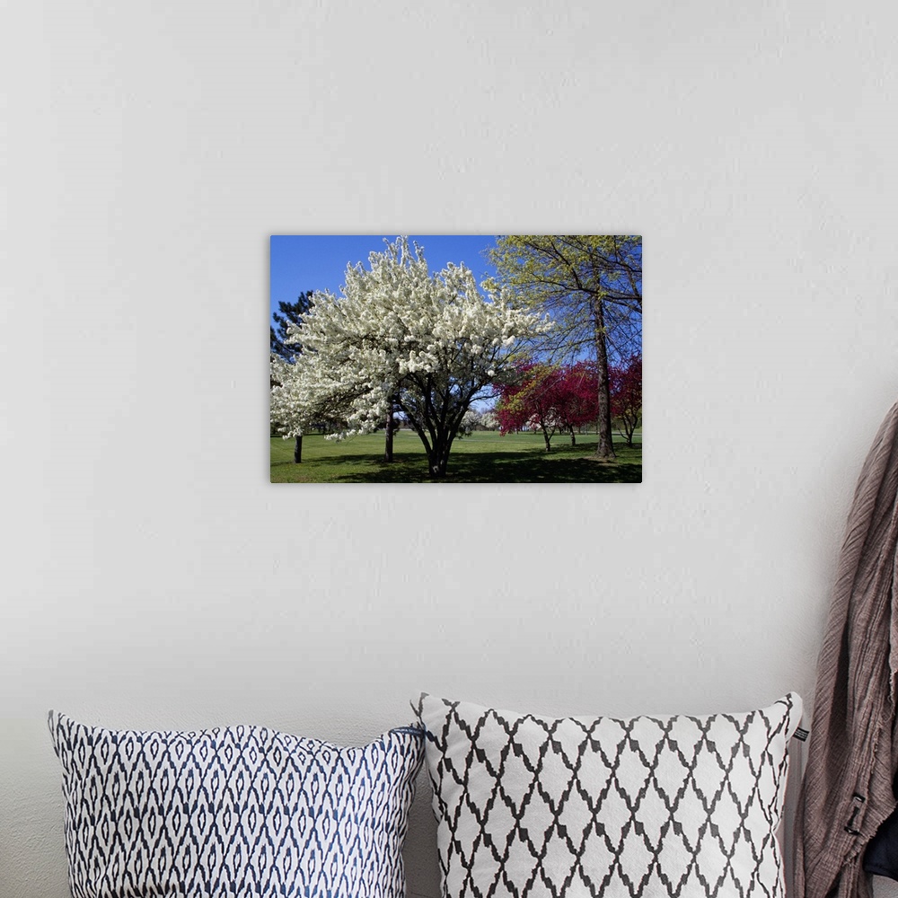 A bohemian room featuring Pin cherry tree (Prunus pennsylvanica) blooming, New York