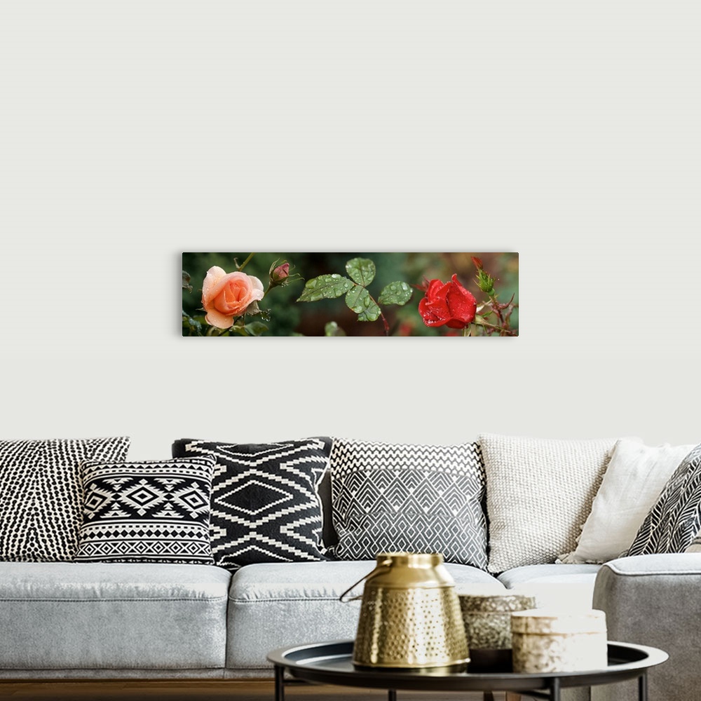 A bohemian room featuring Raindrop on Rose flowers and leaves