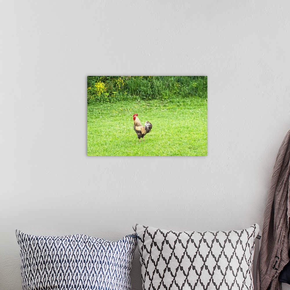 A bohemian room featuring Rooster in grassy field