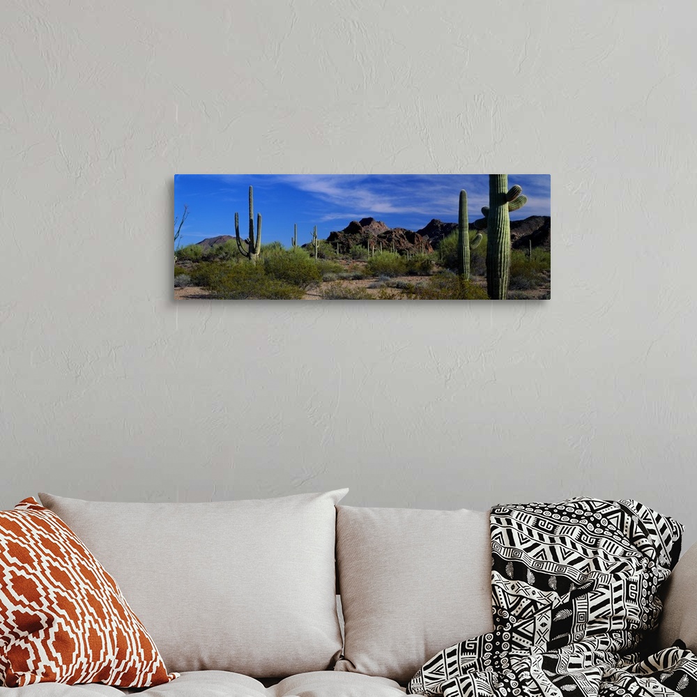 Saguaro cactus Sonoran Desert Scene Saguaro National Park Arizona Wall ...