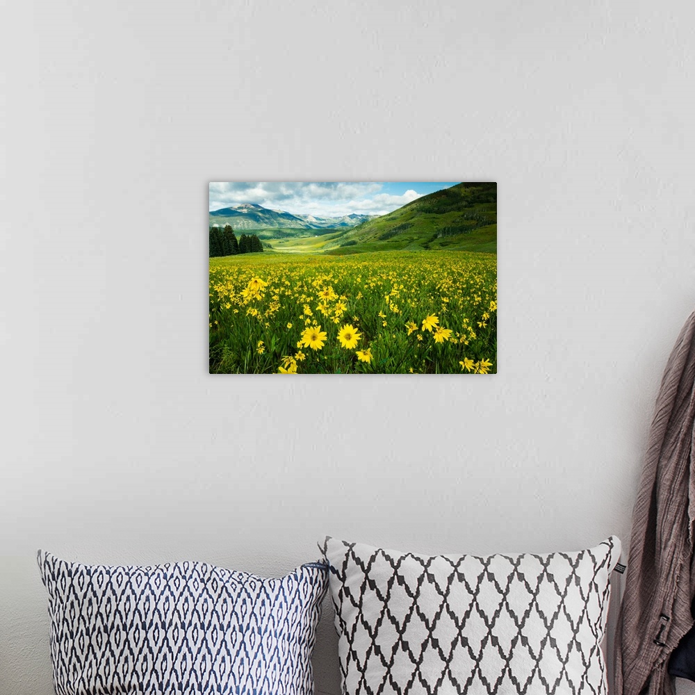 A bohemian room featuring Scenic view of wildflowers in a field, Crested Butte, Colorado, USA