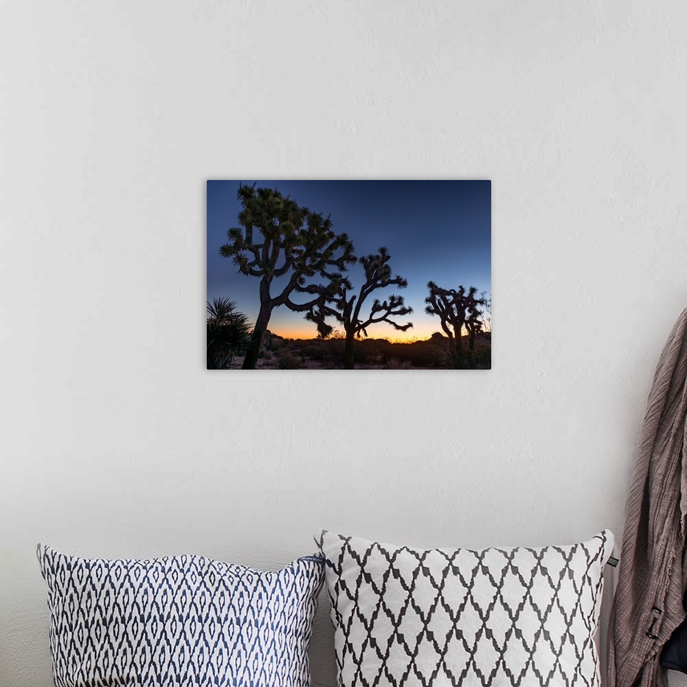 A bohemian room featuring Silhouette of Joshua trees, Joshua Tree National Park, California, USA