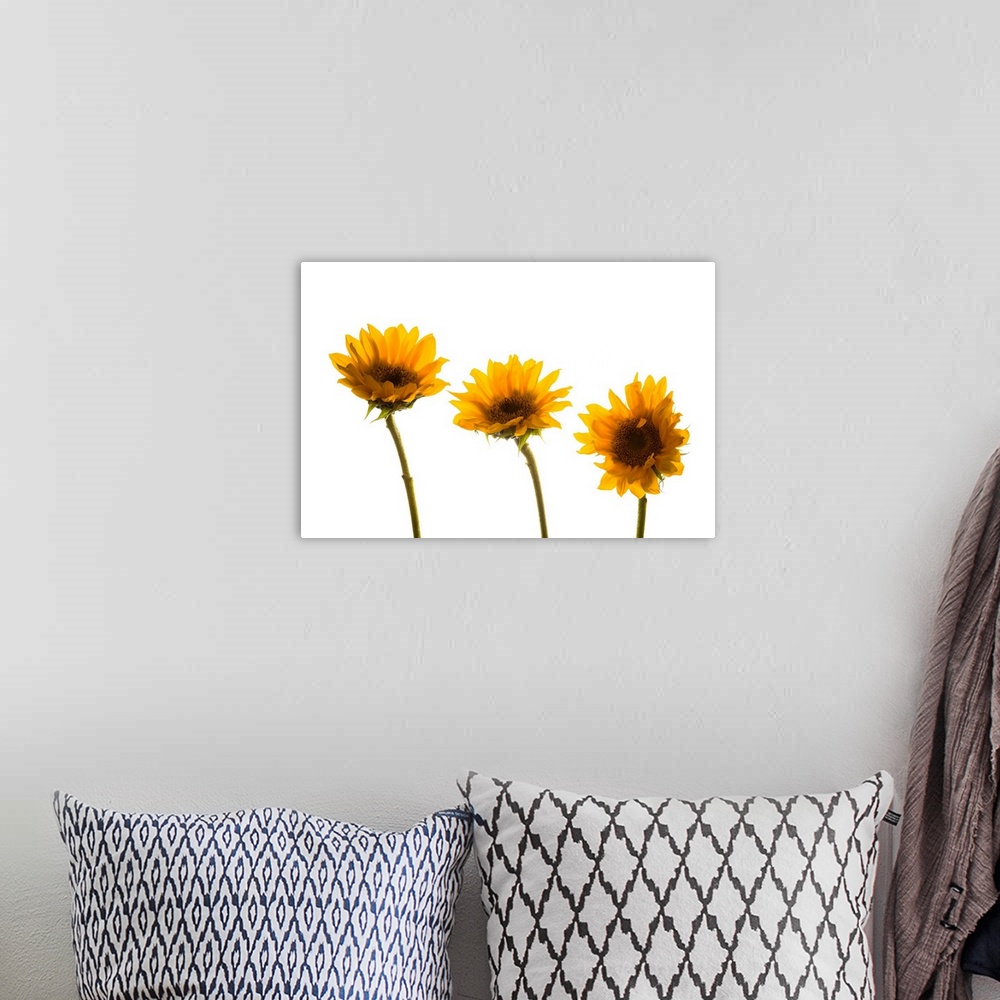 A bohemian room featuring Small sunflowers or helianthus against white background.