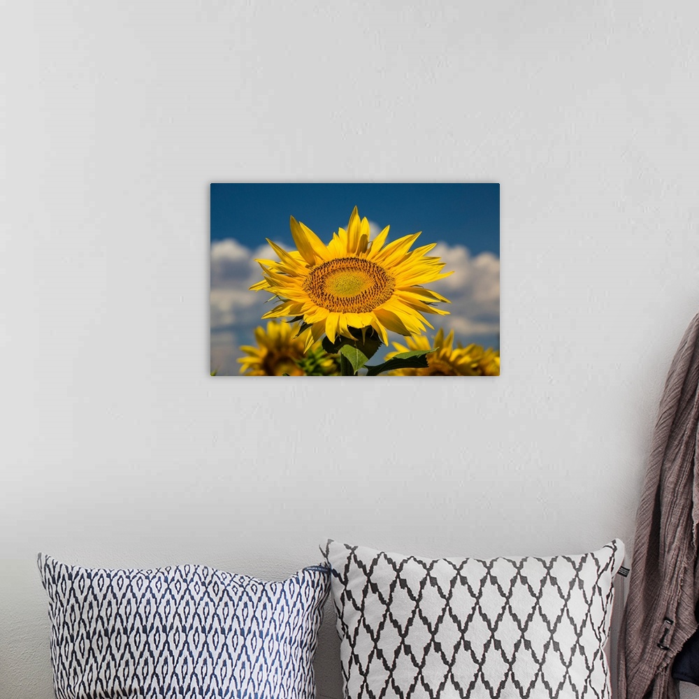 A bohemian room featuring Sunflower growing in a field