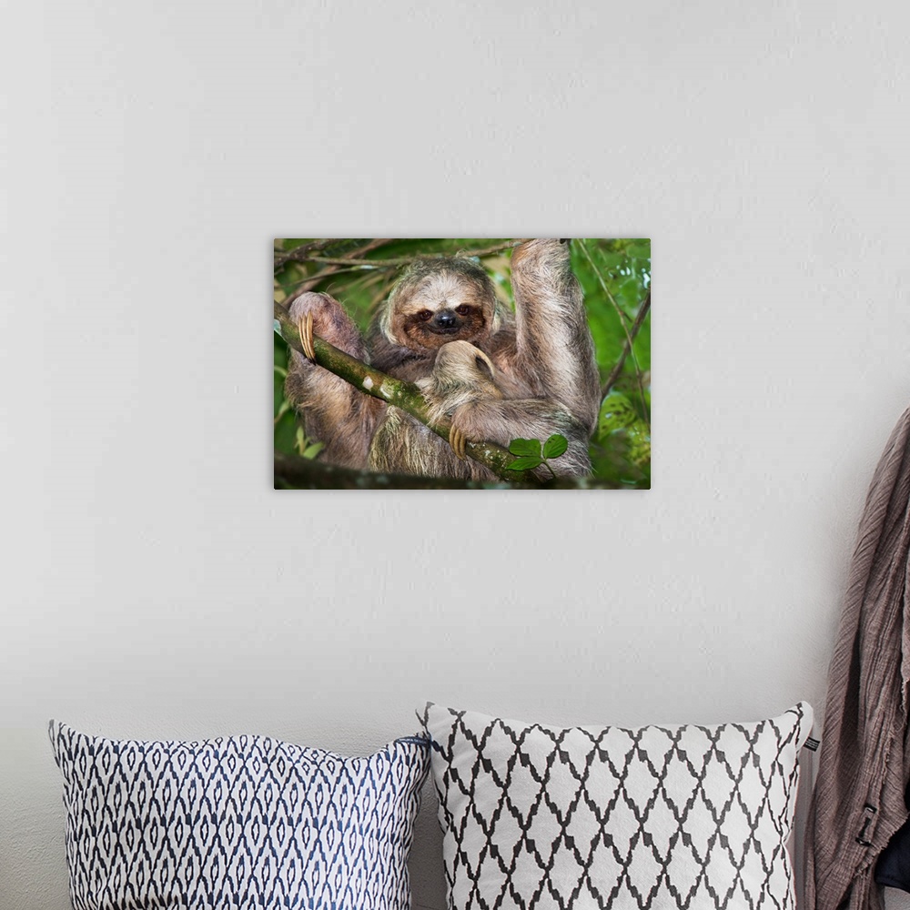 A bohemian room featuring Three-Toed Sloth, Sarapiqui, Costa Rica