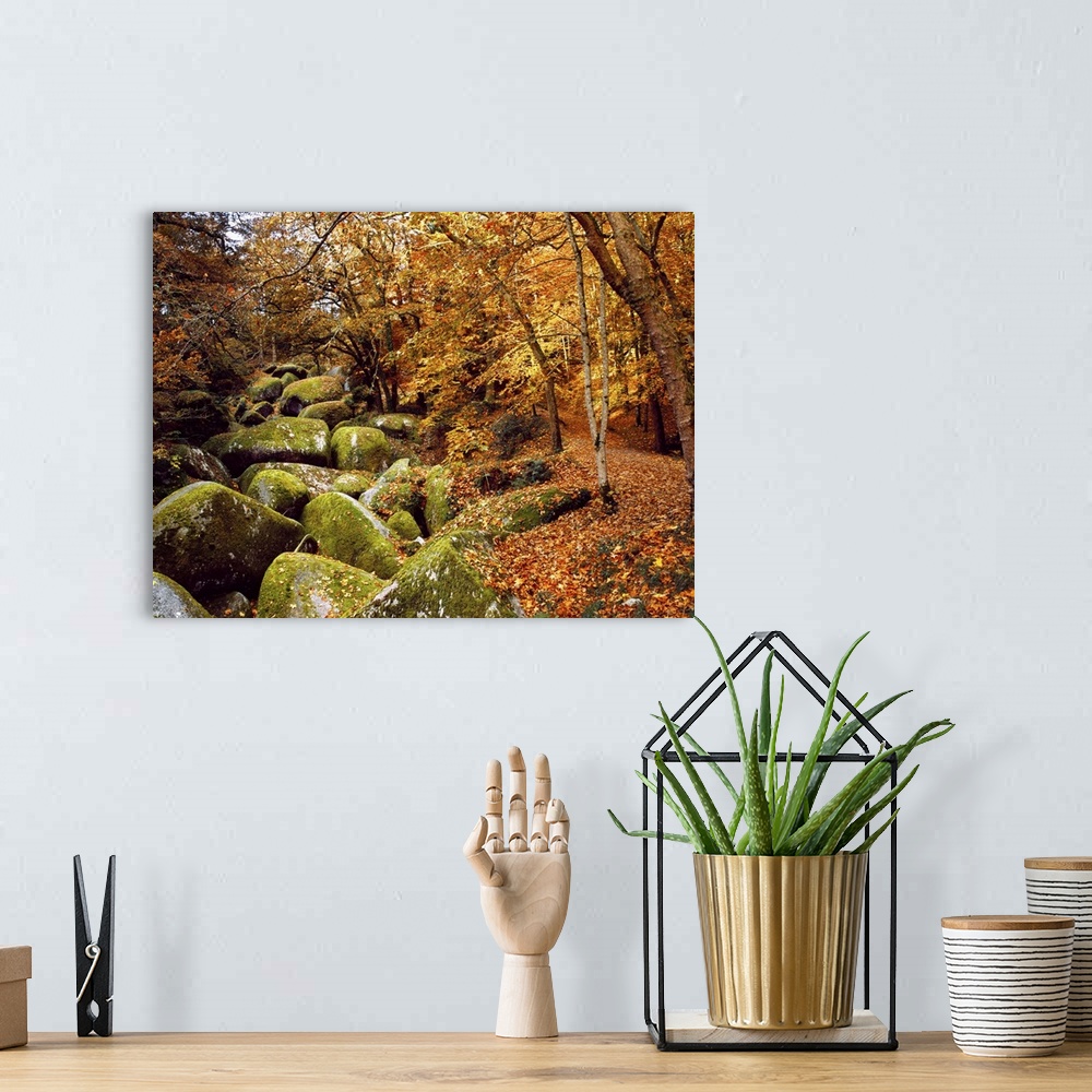 A bohemian room featuring Trees with granite rocks at Huelgoat forest in autumn, Finistere, Brittany, France