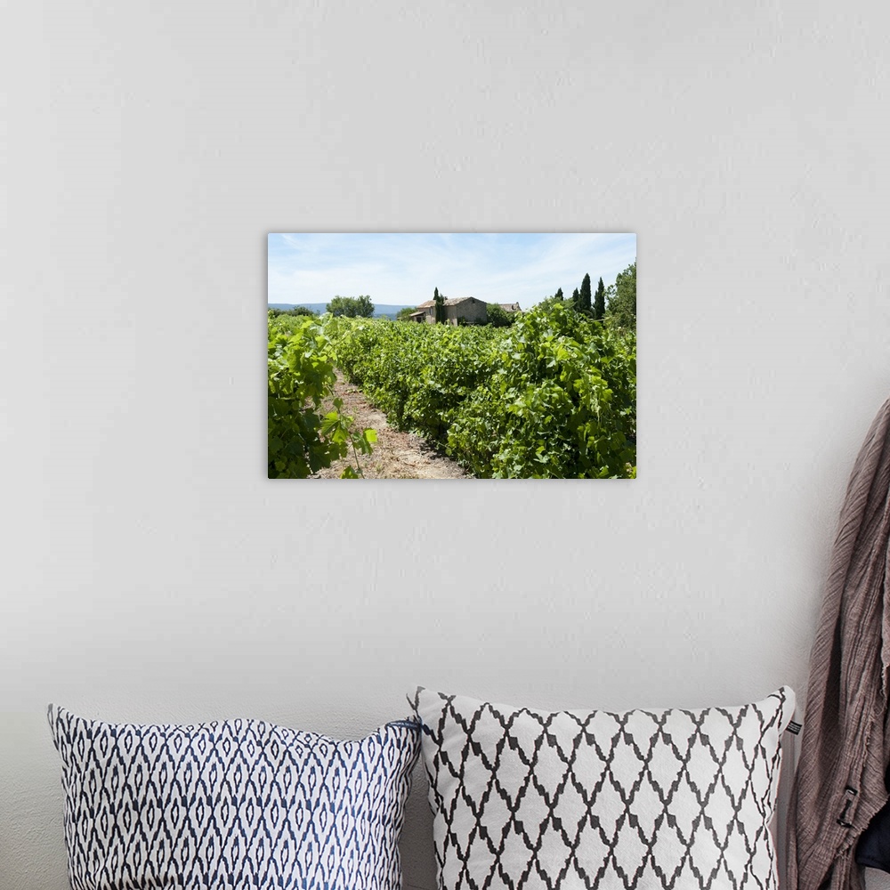 A bohemian room featuring Vineyard, Luberon, Vaucluse, Provence-Alpes-Cote d'Azur, France