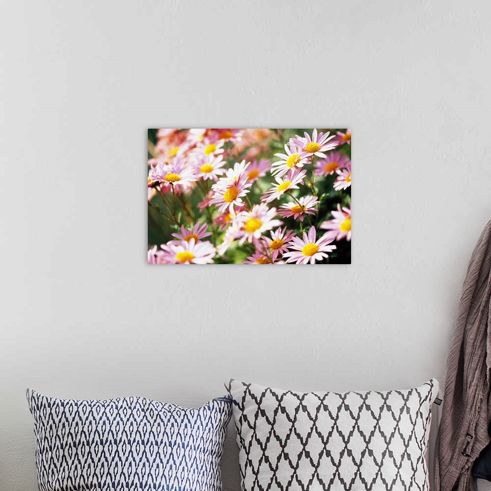 A bohemian room featuring Close-up photograph of newly blossomed wildflowers. Vibrant tones in foreground and contrasted by...