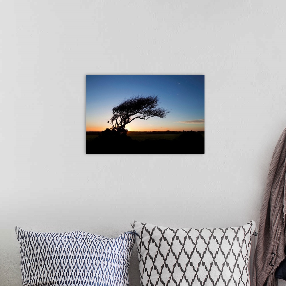 A bohemian room featuring Wind sculptured Hawthorn Tree, The Copper Coast, County Waterford, Ireland