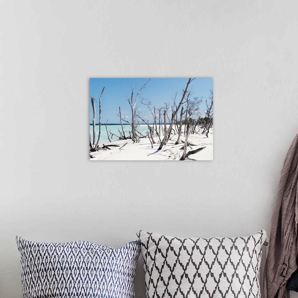 A bohemian room featuring Photograph of a Cuban shore with crystal blue waters in the background and thin wooden branches i...