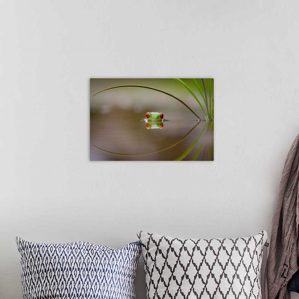 A bohemian room featuring A small tree frog peeking out from the water's surface.