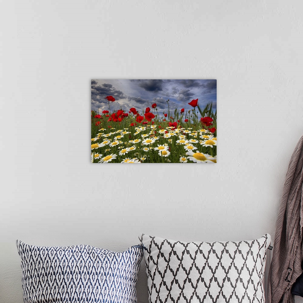 A bohemian room featuring A field of daisies and red poppies.
