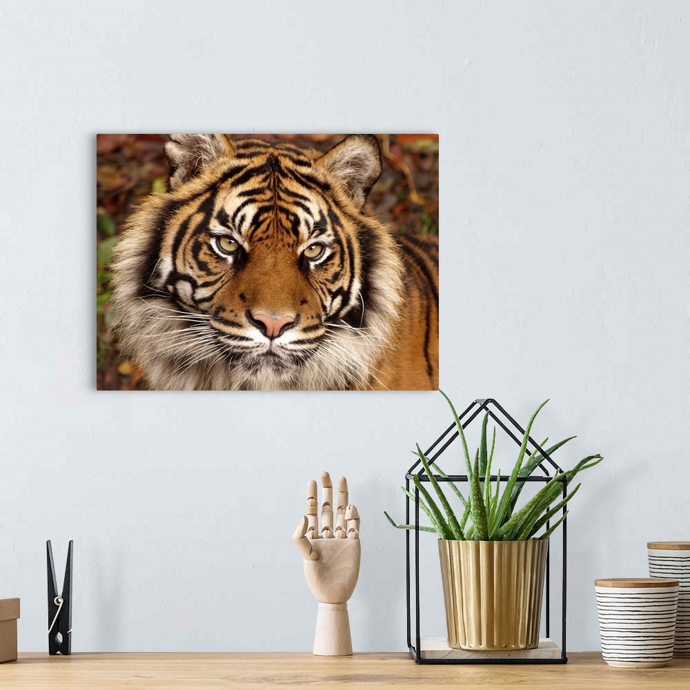 Tiger Ferocity Wall Art, Canvas Prints, Framed Prints, Wall Peels ...
