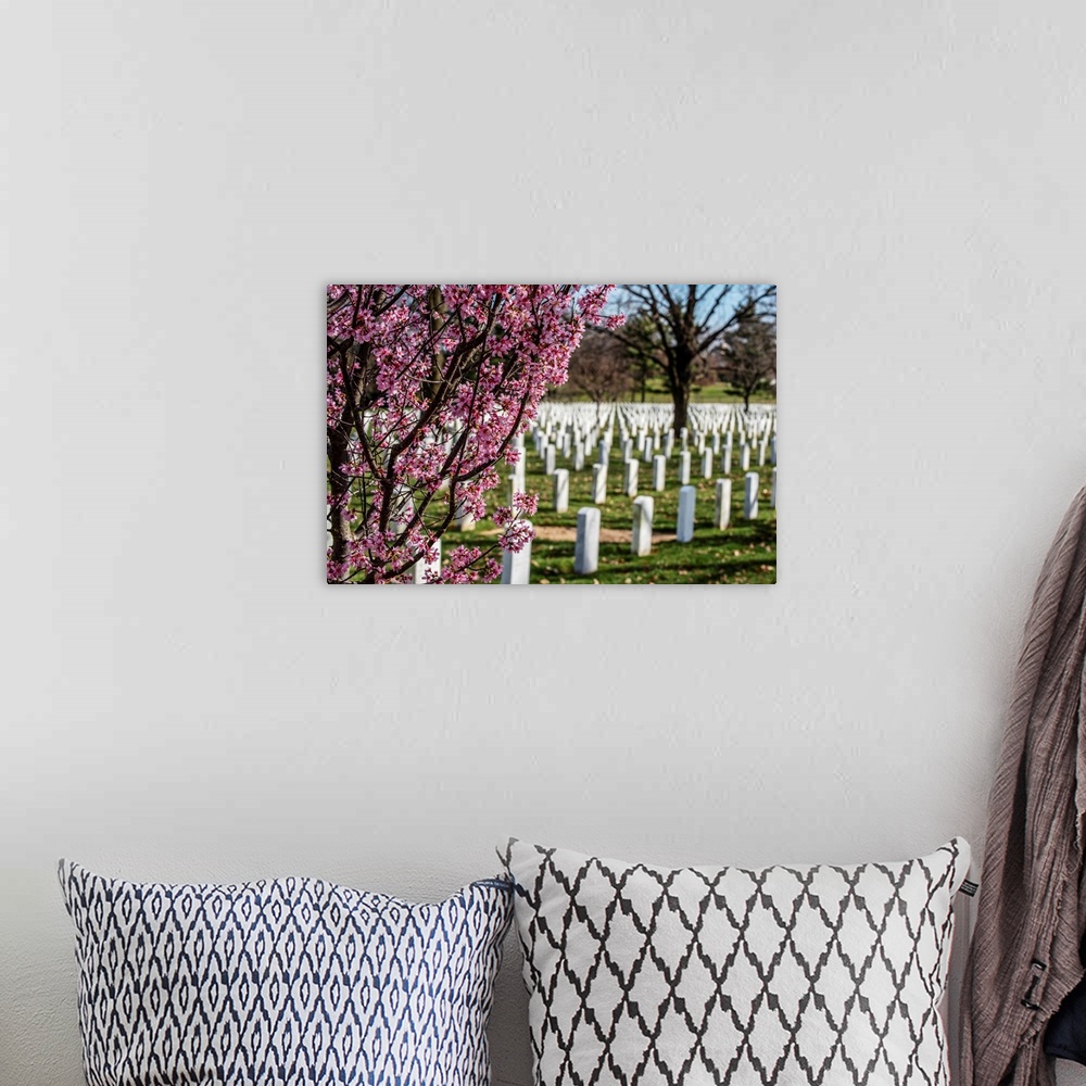 A bohemian room featuring Cherry Blossoms at Arlington National Cemetery