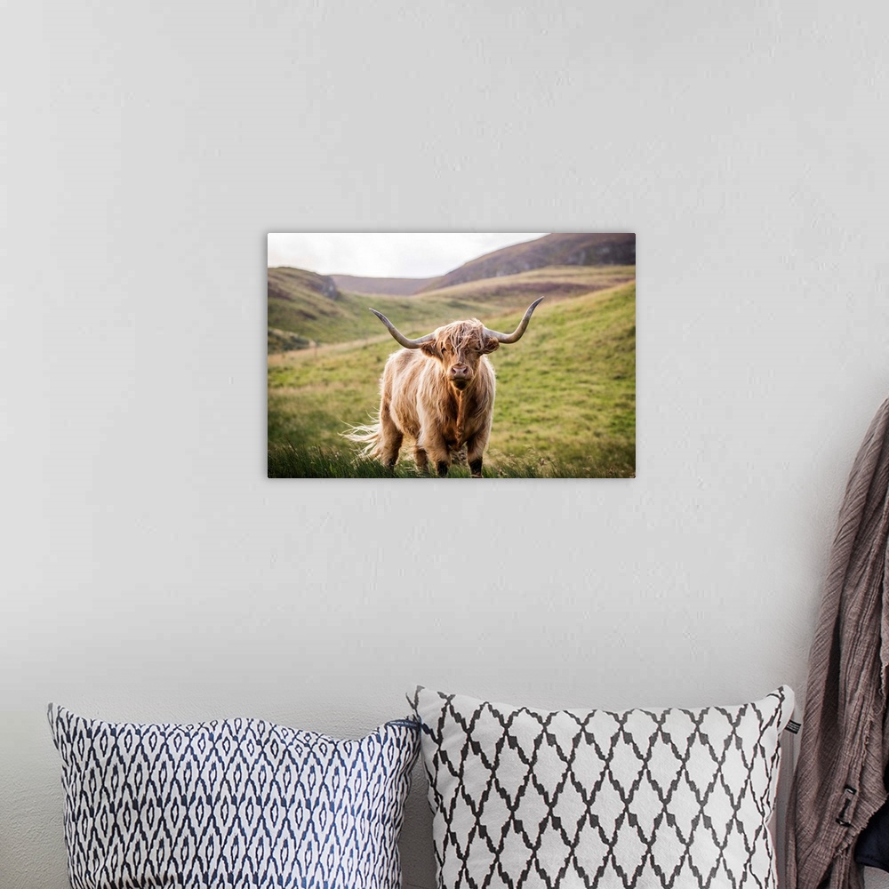 A bohemian room featuring Photograph of a highland cow looking straight at you in the rolling hills of Scotland, UK.