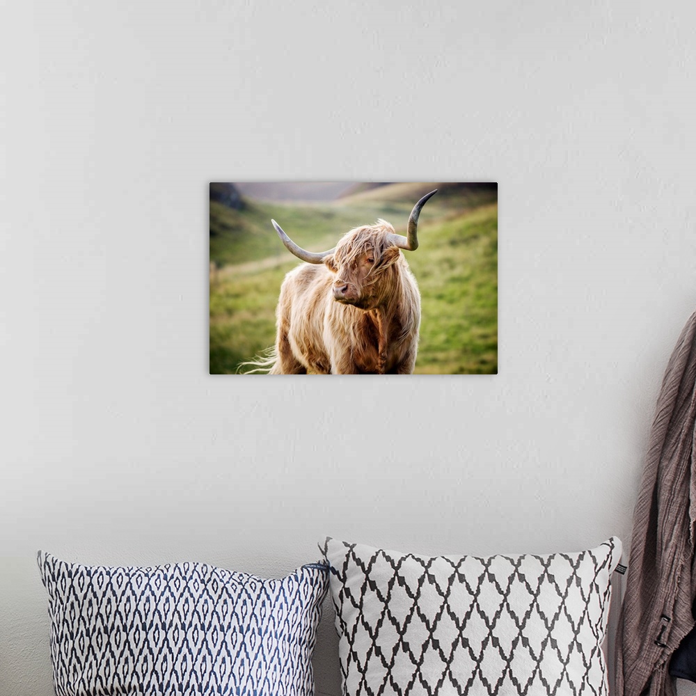 A bohemian room featuring Photograph of a highland cow in the rolling hills of Scotland.