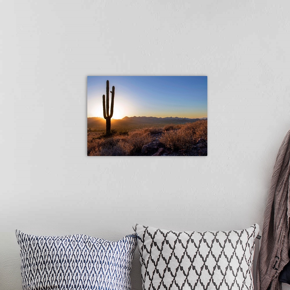 Saguaro Cactus At Sunset In Phoenix, Arizona Wall Art, Canvas Prints ...