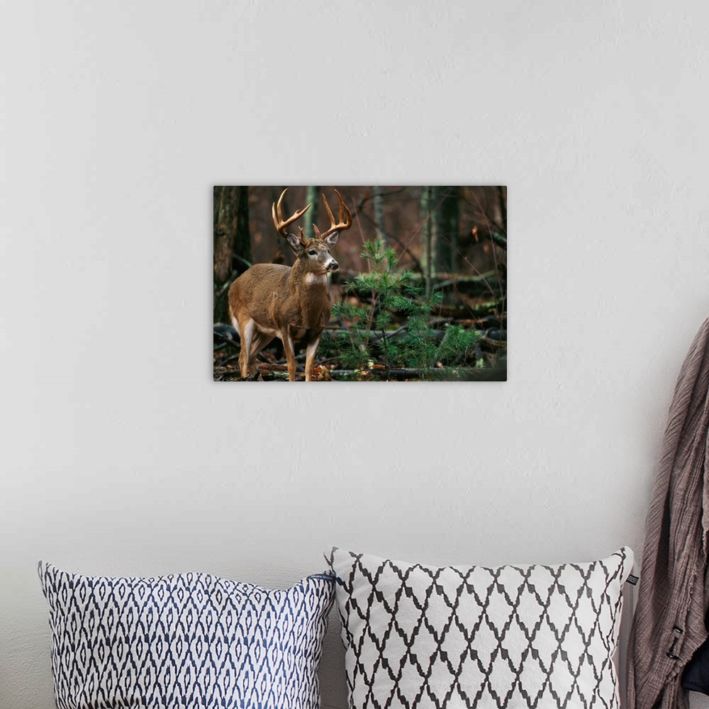 A bohemian room featuring National Geographic photograph of a large antlered deer in the forest.