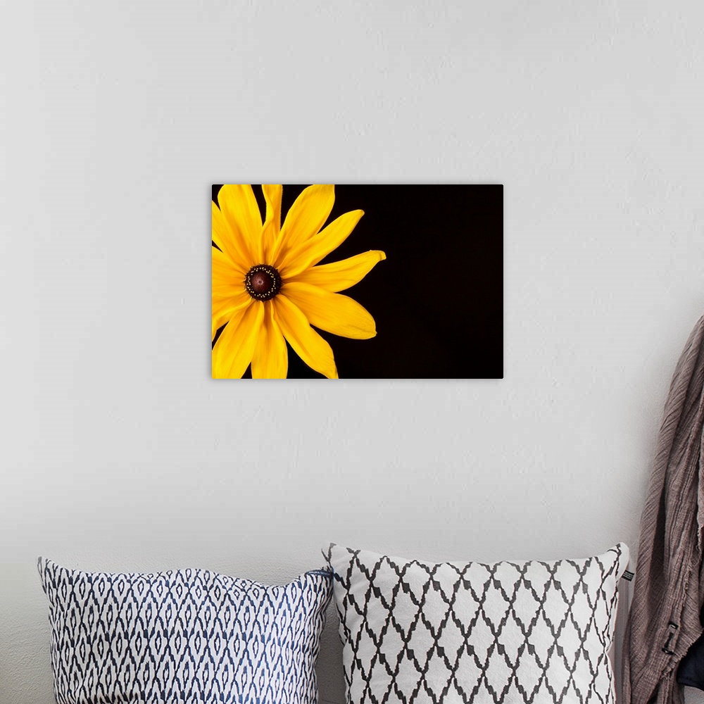 A bohemian room featuring Photograph of a bright yellow Black Eyed Susan flower on a black background.