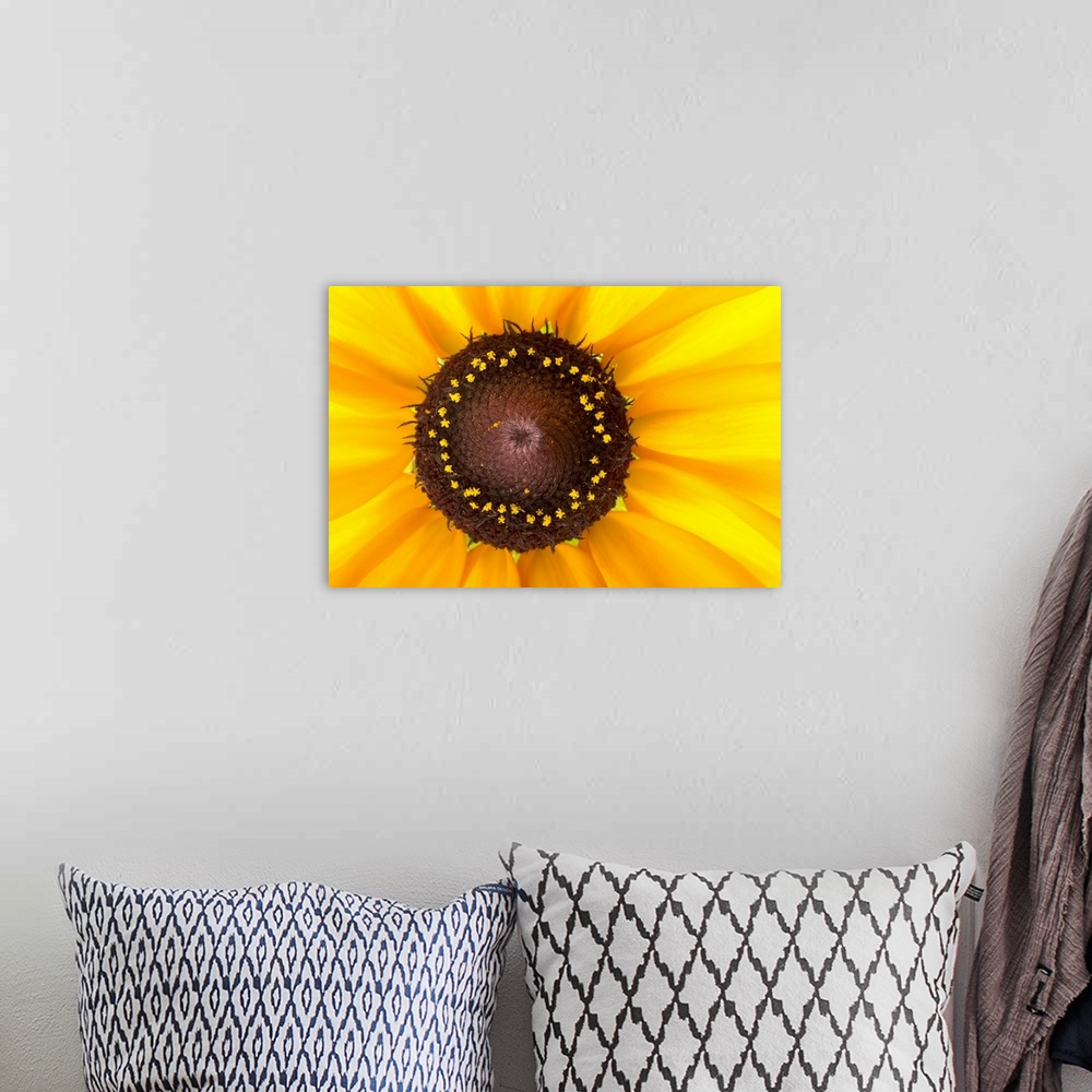 A bohemian room featuring Close up photograph of a bright yellow Black Eyed Susan flower.