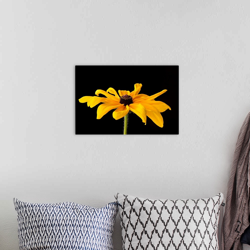 A bohemian room featuring Photograph of a large yellow black eyed susan bloom on a black background.