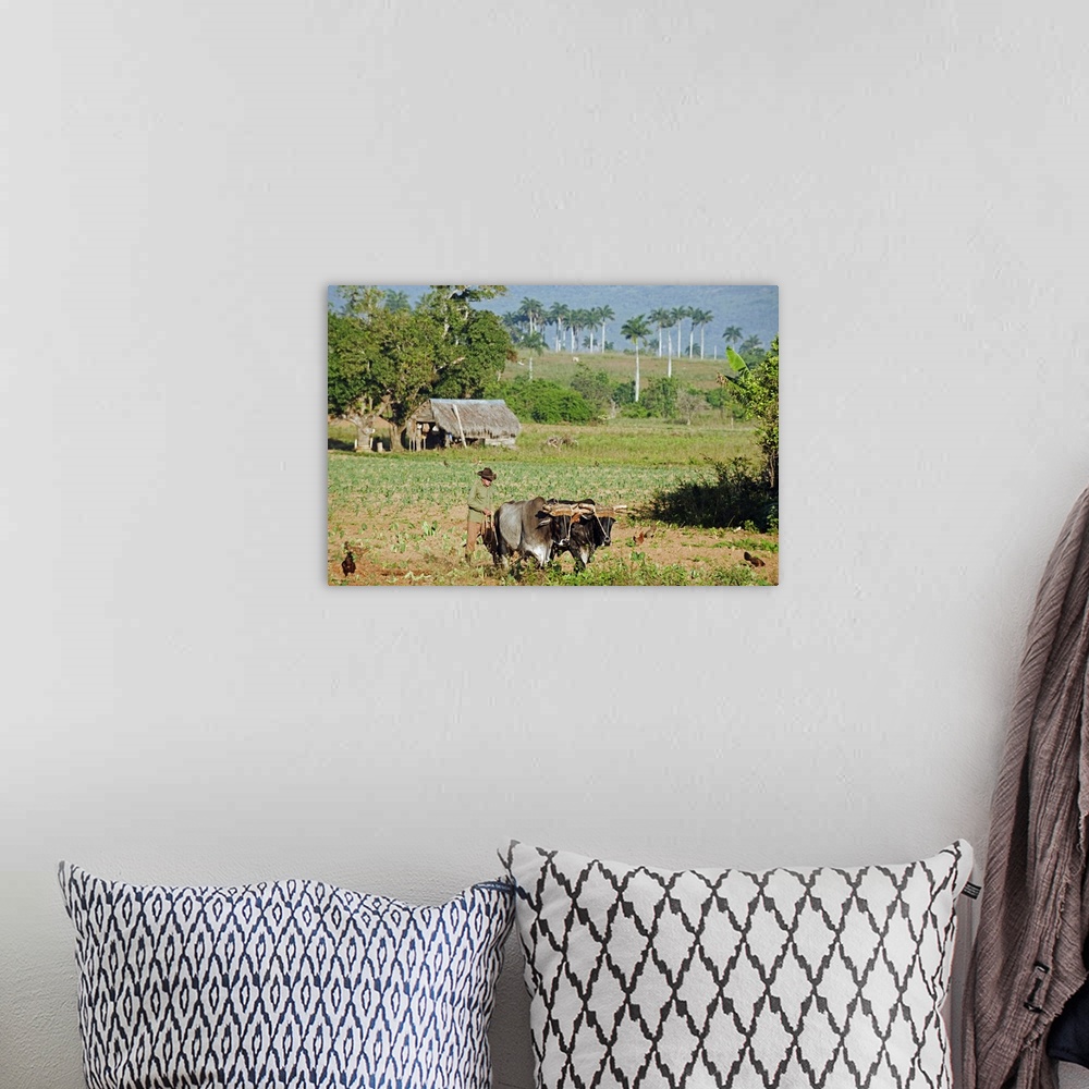 A bohemian room featuring A farmer ploughing his field with oxen, Vinales Valley, Cuba, West Indies