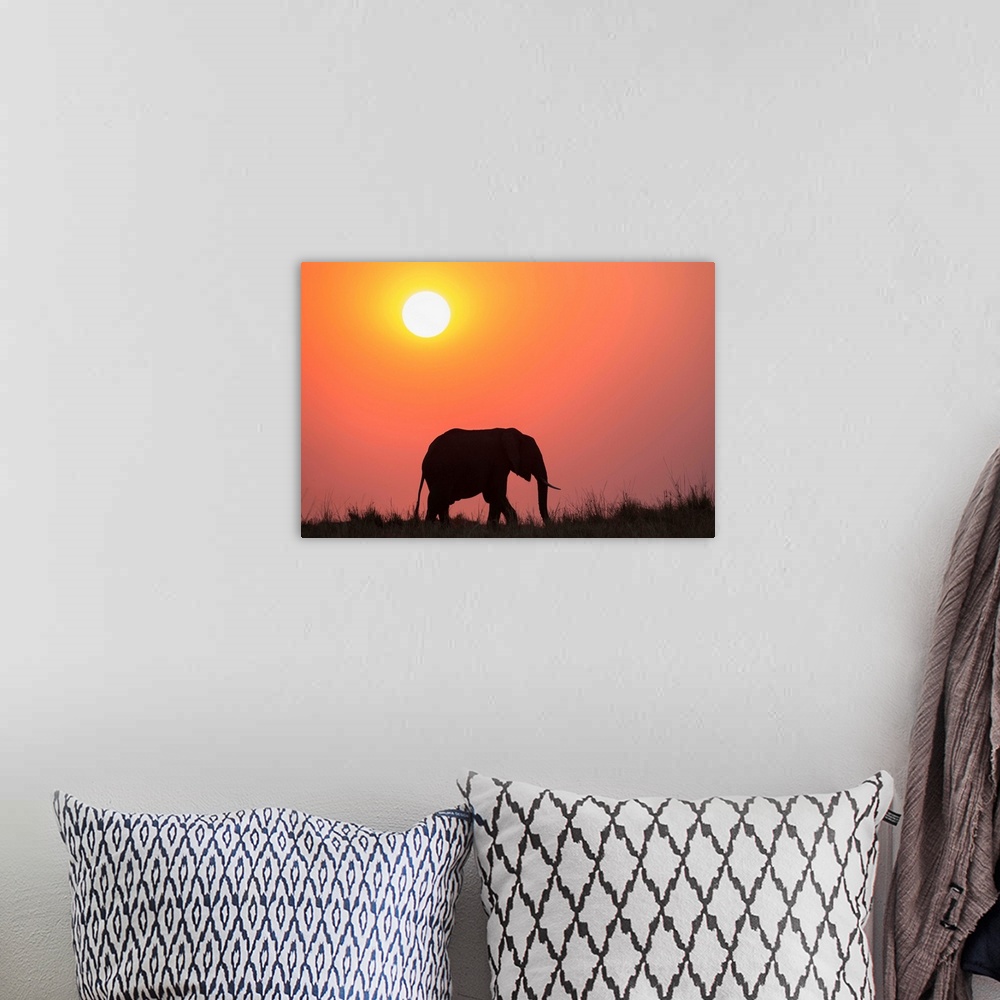 A bohemian room featuring African elephant (Loxodonta africana) at sunset, Botswana, Africa