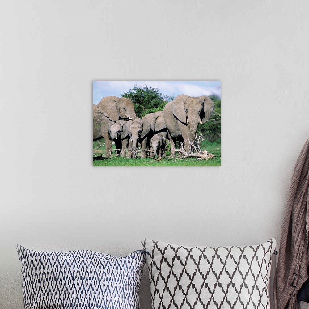 A bohemian room featuring African elephants, maternal group with baby, Etosha National Park, Namibia, Africa